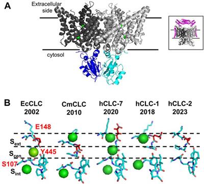 Vesicular CLC chloride/proton exchangers in health and diseases